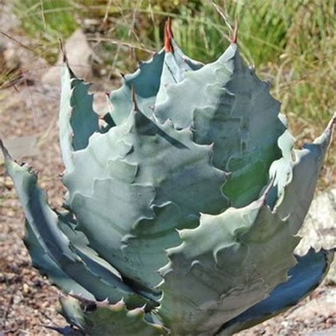 Mexican fence post cactus care guide — our top tips! Star Nursery Garden Center's Plant Library | Cactus