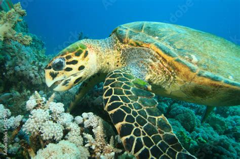 Hawksbill Sea Turtle Eating Soft Coral Stock Photo And Royalty Free