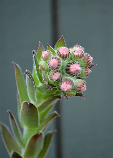Hen And Chicks Ready To Bloom Types Of Cactus Plants Cactus Types