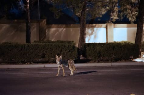 Coyote Rollers Las Vegas And Henderson Ar Iron Llc