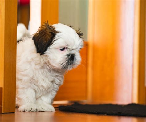 6 Heartwarming Attributes Of Shih Tzu Puppies You Must Know Shih Tzu Buzz