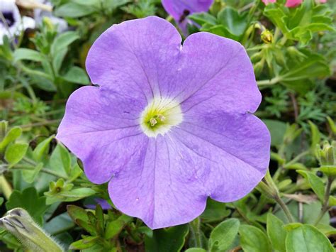 Petunia Flower Meaning Symbolism And Colors Pansy Maiden