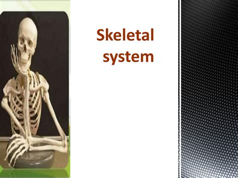 Solution Skeletal System Studypool