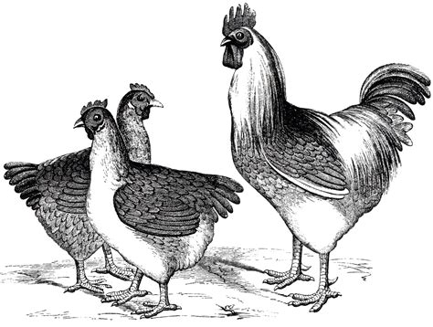 Search images from huge database containing over 620,000 coloring pages. Granny Sue's News and Reviews: Just for Fun: Chickens Riddles