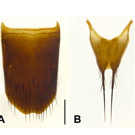 Male Sternite Ix Of Mimosticus Viridipennis Sharp A M Tenuiformis
