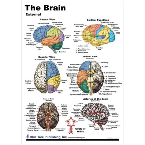 The Brain Anatomical Chart Anatomy Models And Anatomi