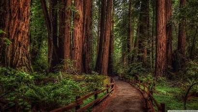 Rainforest Cathedral Grove Redwood Wallpapers Trees Forest
