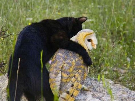 Unusual Animal Friendships That Are Absolutely Adorable