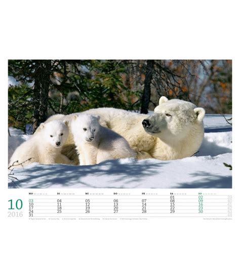 Wall Calendar Polar Bears 2016