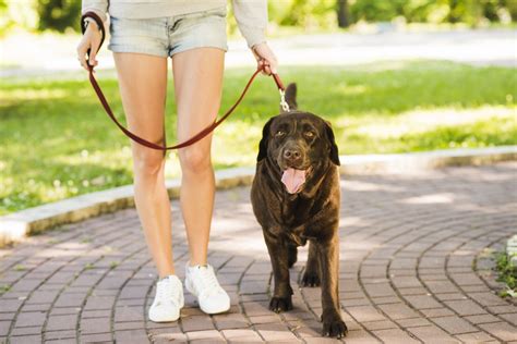 What To Do If Your Dog Pulls On The Leash And Youve Tried Everything