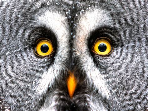 55 Amazing Images Of Beautiful And Enigmatic Owls