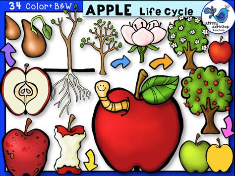 Product Life Cycle Of Apple