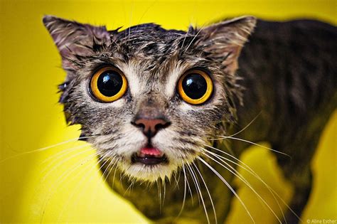 10 Hilarious Wet Cats Pictures You Can Never Unsee