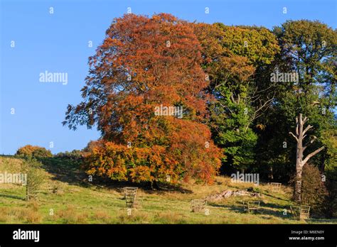 Beech Tree In Autumn Colours With A Blue Sky Background In The Uk Stock