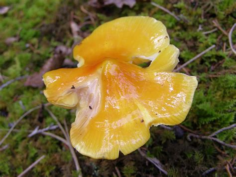 Blue Jay Barrens Orange Fungi