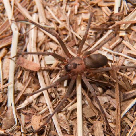 Colorados Two Most Dangerous Spiders Pure Pest Co