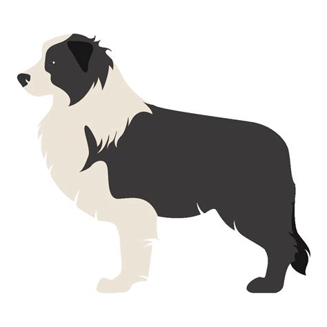 Border Collie Rough Collie Scotch Collie Old English Sheepdog Puppy