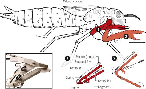 The Strike Of The Dragonfly Larvae Science Robotics