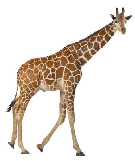 Descobrir 101 Imagem Fundo Girafa Png Vn