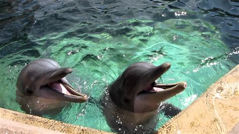 Seaworld Dolphins Talking Youtube