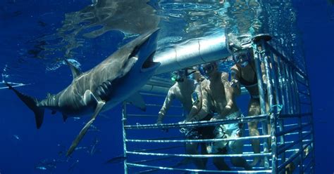 forget jaws hawaiian adventure lets you get up close with sharks los angeles times