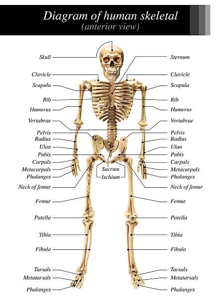 Although the exact number of joints in the human body depends on many variables, there are 3 distinct types of joints: Best Arm Bones Diagram Stock Photos, Pictures & Royalty ...