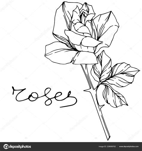 Vector Rose Floral Botanical Flower Engraved Ink Art Isolated Rose