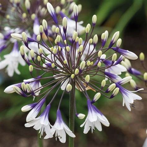 Find Out How To Grow And Care For Agapanthus Also Known As African