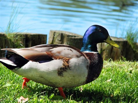 Duck Free Photo Download Freeimages