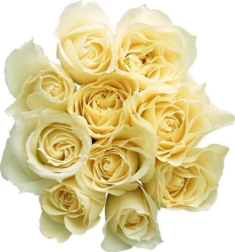 White Rose Png Image Background Png Arts