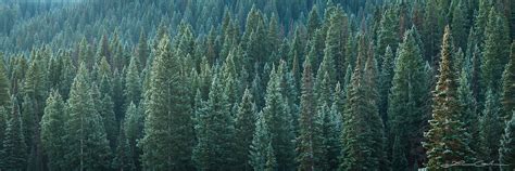 Evergreen Spruce Forest Colorado Gintchin Fine Art