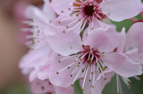 Pink Japanese Cherry Blossom Free Image Download
