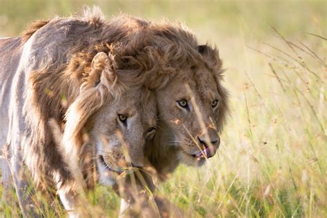 Lions Dynasties Filmfreeway