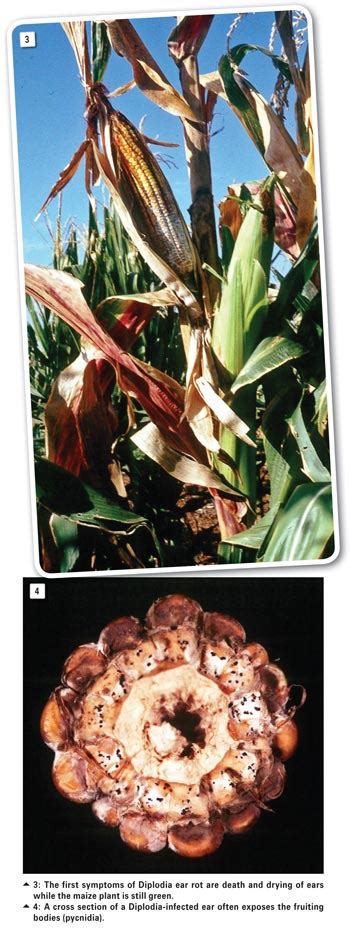 A Look At Diplodia Ear And Stalk Rot Of Maize And Recently Isolated