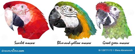 Three Colorful Macaw Parrot S Heads Visual Identity In Low Polygon