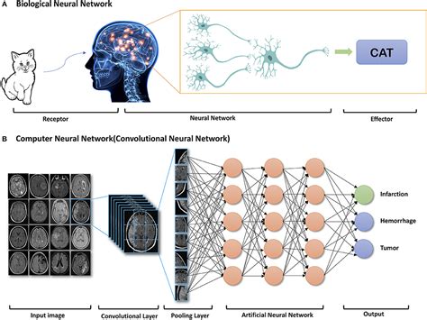 Neuroscience From Neural Networks To Artificial Intelligence
