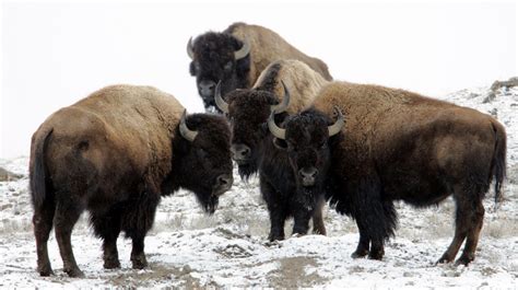 Newsela Endangered Species The American Bison