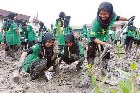 Penanaman pokok bunga bukan sahaja dapat mencantikkan alam sekitar tetapi dapat mengembalikan semula kehijauan sesuatu tempat. 'Main' lumpur tanam bakau | Harian Metro