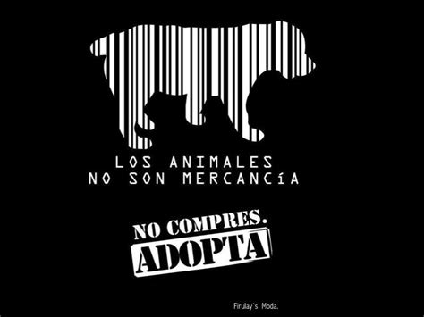 No Compres Mejor Adopta Uno Sin Casa Refugio De Animales Adoptar Un