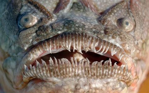 Fugmug 20 Of The Weirdest Looking Fish On Earth