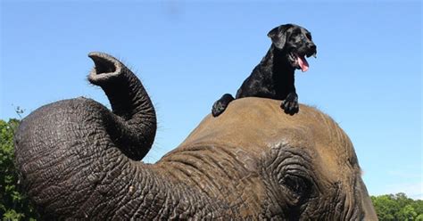 Watch Elephant And A Dog Bffs Play Fetch Together E Online