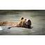 Brown Bear Swimming Photograph By Chris Sveen