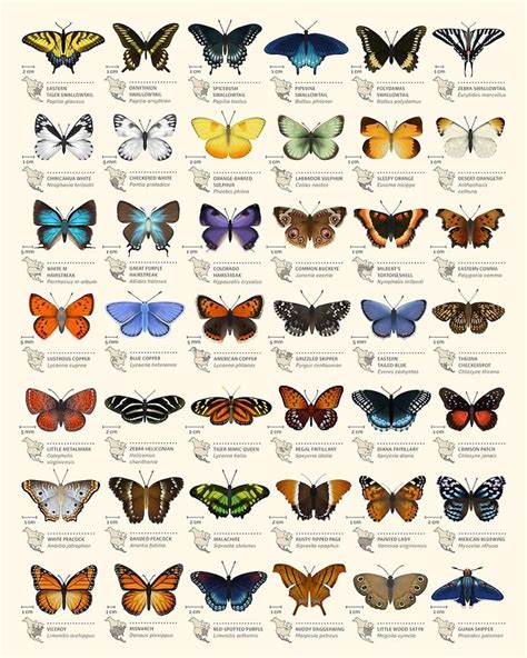 Butterflies Of North America By Eleanor Lutz Redbubble Butterfly