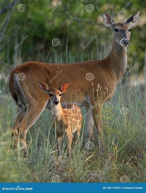 Mother And Baby Deer Stock Image Image Of Deer Morning 10513339