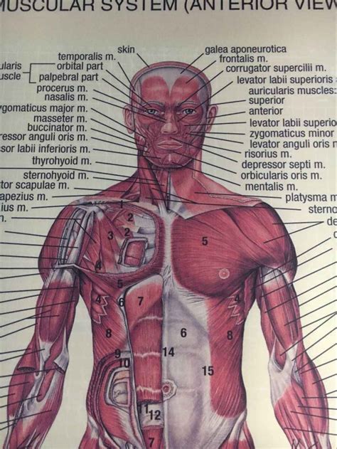 Human Anatomy Posterior Anterior View Anatomy Muscles System Art