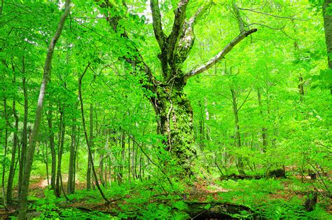 秋田県 藤里町 白神山地・岳岱 ブナ原生林の新緑と400年ブナ大 138039293 の写真素材 アフロ