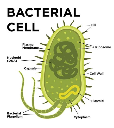 Bacterial Cell Anatomy In Flat Style Vector Modern Illustration Labeling Structures On A
