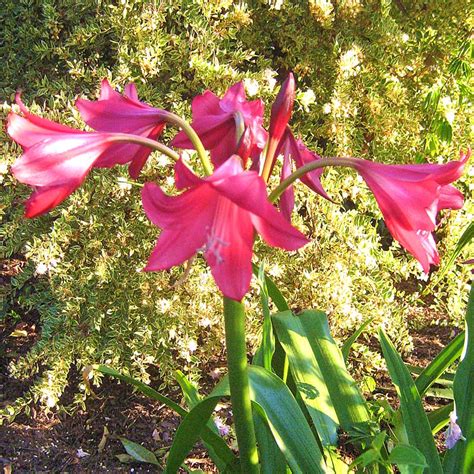 Photo 66320 Crinum Ellen Bosanquet Plant Lust