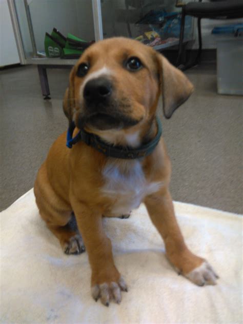 The australian shepherd boxer mix is yet another designer dog or hybrid dog. Brian - Medium Male Australian Stumpy Tail Cattle Dog x ...