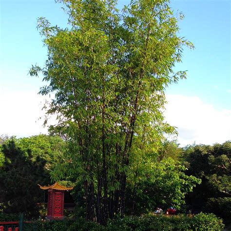 Black Bamboo Trees For Sale